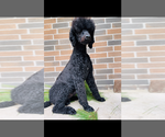 Small breeder photo