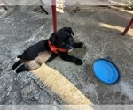 Small #46 Breeder Profile image