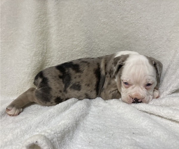 Medium Photo #47  Breeder Profile in CHETEK, WI, USA