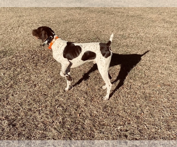 Medium Photo #1  Breeder Profile in SAINT GEORGE, GA, USA