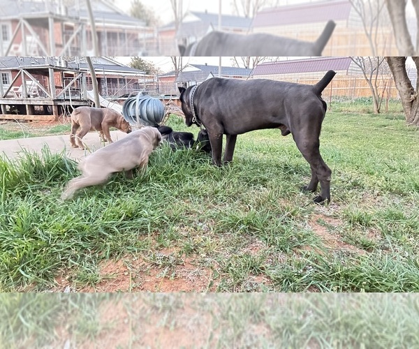 Medium Photo #3  Breeder Profile in NORMAN, OK, USA