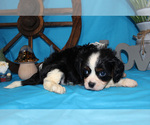 Small #41 Breeder Profile image