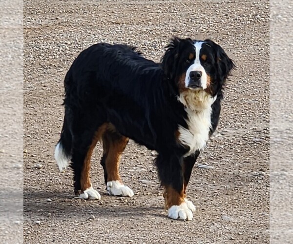 Medium Photo #3  Breeder Profile in WHITEWOOD, SD, USA