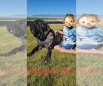 Small Photo #32  Breeder Profile in MONTEVIEW, ID, USA