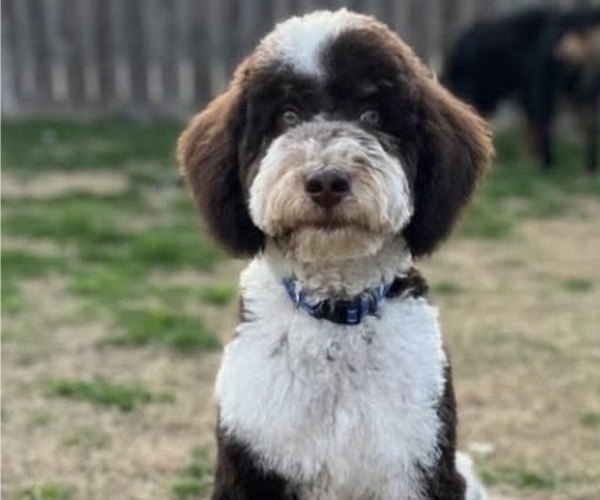 Medium Photo #5  Breeder Profile in LUBBOCK, TX, USA