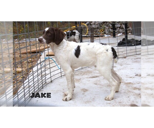 Medium Photo #17  Breeder Profile in CLARE, MI, USA