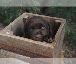 Labrador Retriever Dog Breeder near FORT COLLINS, CO, USA
