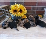 Small breeder photo