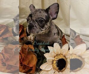 French Bulldog Dog Breeder near ELIZABETH CITY, NC, USA