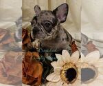 Small breeder photo
