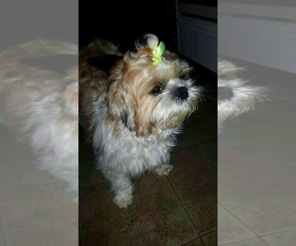 Medium Photo #36  Breeder Profile in NEENAH, WI, USA