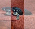 Small #306 Breeder Profile image