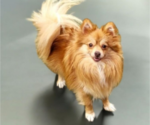 Small Photo #4  Breeder Profile in ORRVILLE, OH, USA