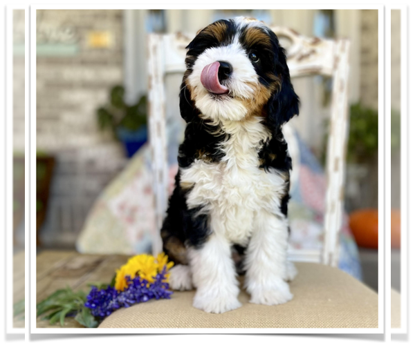 Medium Photo #42  Breeder Profile in BAKERSFIELD, CA, USA