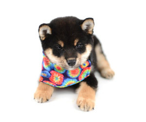 Shiba Inu Dog Breeder near Neosho, MO, USA