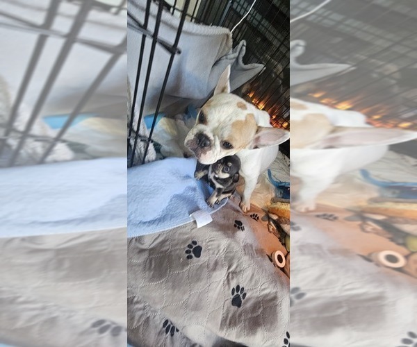 Medium Photo #54  Breeder Profile in CHINO HILLS, CA, USA