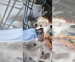 Small #53 Breeder Profile image