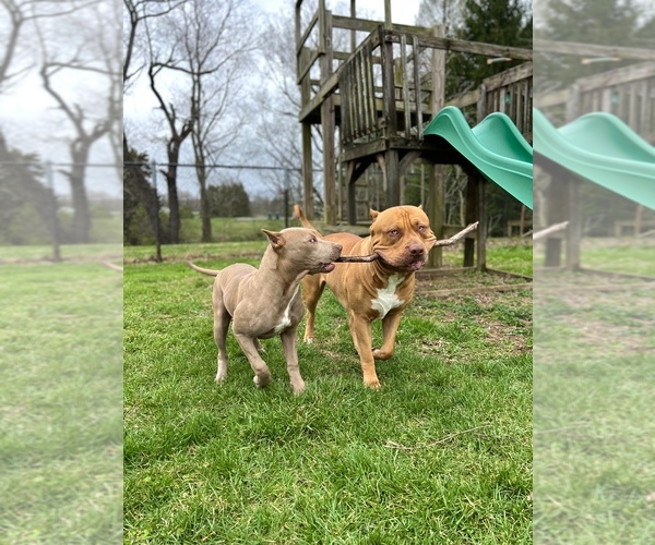 Medium Photo #31  Breeder Profile in GOSHEN, KY, USA