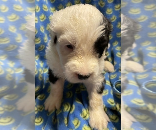Medium Photo #11  Breeder Profile in WAKE FOREST, NC, USA