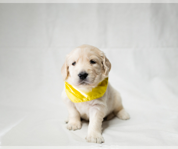 Medium Photo #20  Breeder Profile in PEORIA, AZ, USA