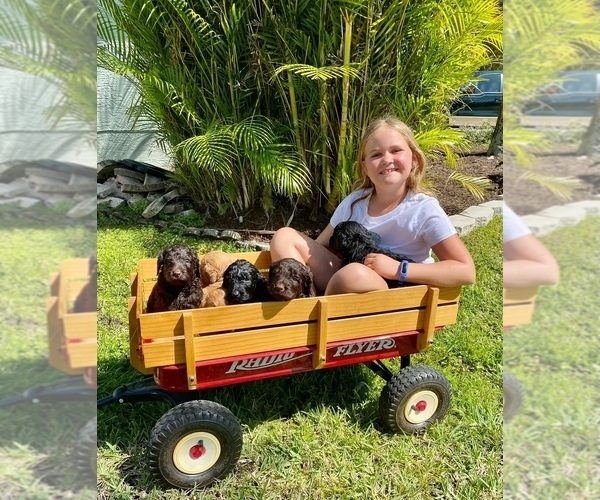 Medium Photo #1  Breeder Profile in FORT MYERS, FL, USA