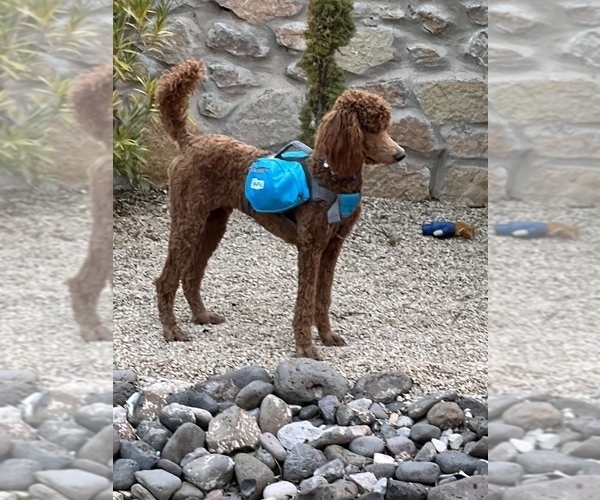Medium Photo #3  Breeder Profile in LAS CRUCES, NM, USA