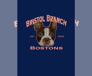 Boston Terrier Dog Breeder near BON AQUA, TN, USA