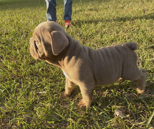 Medium Photo #8  Breeder Profile in PACE, FL, USA