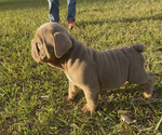 Small #7 Breeder Profile image