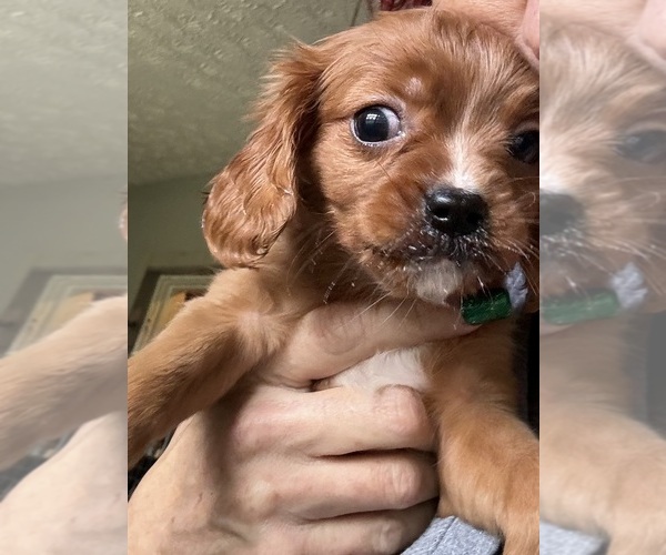 Medium Photo #1  Breeder Profile in JACKSONVILLE, FL, USA