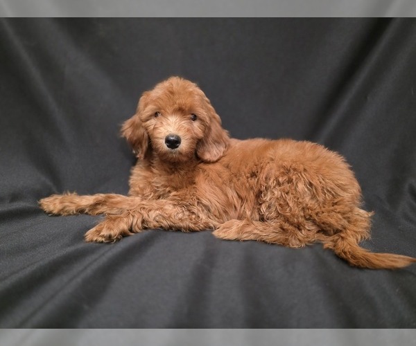 Medium Photo #9  Breeder Profile in DUBLIN, TX, USA