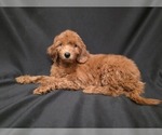 Small #8 Breeder Profile image