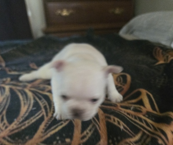 Medium Photo #6  Breeder Profile in LEXINGTON, KY, USA