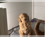 Small #9 Breeder Profile image