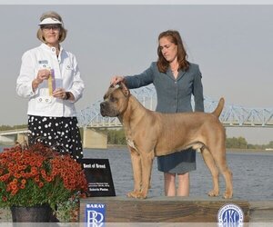 Main photo of Cane Corso Dog Breeder near BATTLE GROUND, WA, USA