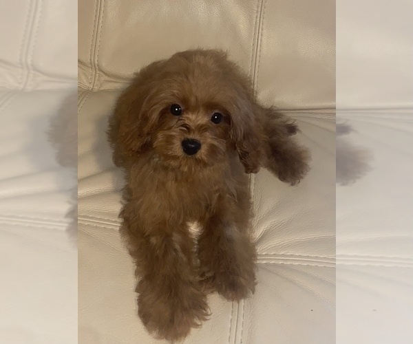 Medium Photo #2  Breeder Profile in WALNUT CREEK, CA, USA