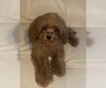Small #1 Breeder Profile image