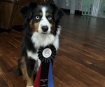 Small #30 Breeder Profile image