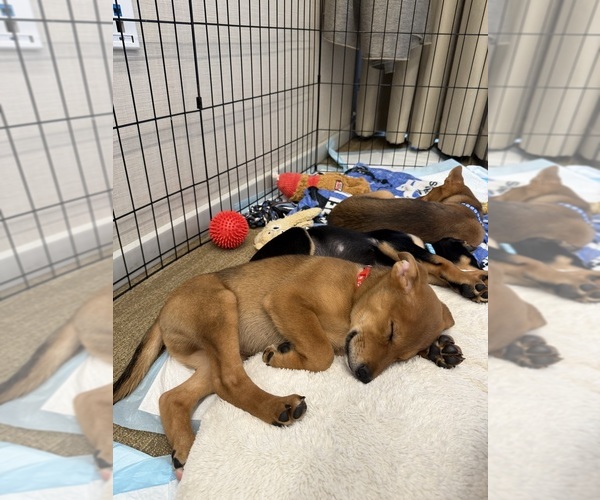 Medium Photo #6  Breeder Profile in CUPERTINO, CA, USA