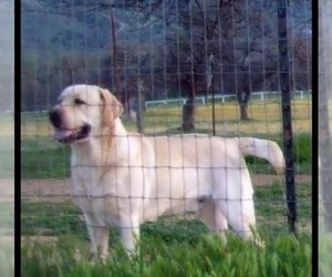 Labrador Retriever Dog Breeder near CALIENTE, CA, USA