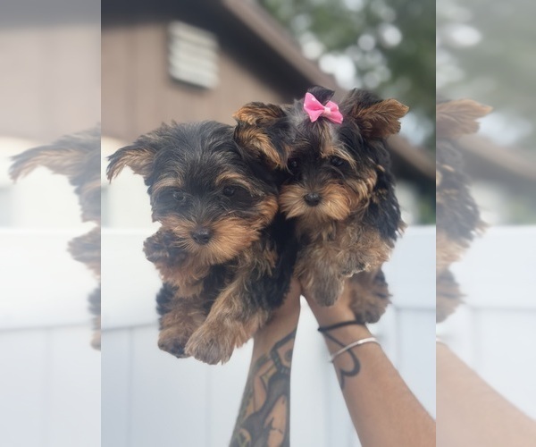 Medium Photo #7  Breeder Profile in SEFFNER, FL, USA