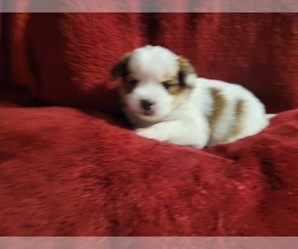 Medium Photo #89  Breeder Profile in AKRON, OH, USA