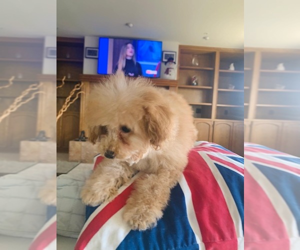 Medium Photo #31  Breeder Profile in VICTORVILLE, CA, USA