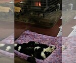 Small #2 Breeder Profile image