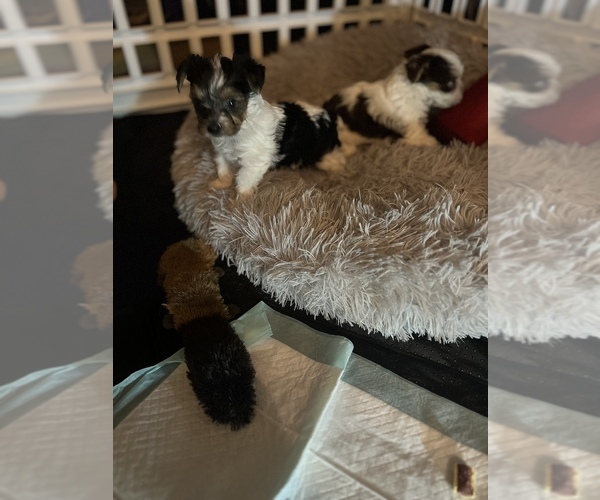 Medium Photo #7  Breeder Profile in MACON, GA, USA