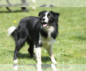 Medium Breeder Profile Photo