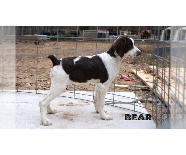 Medium Photo #14  Breeder Profile in CLARE, MI, USA