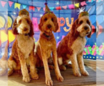 Small breeder photo