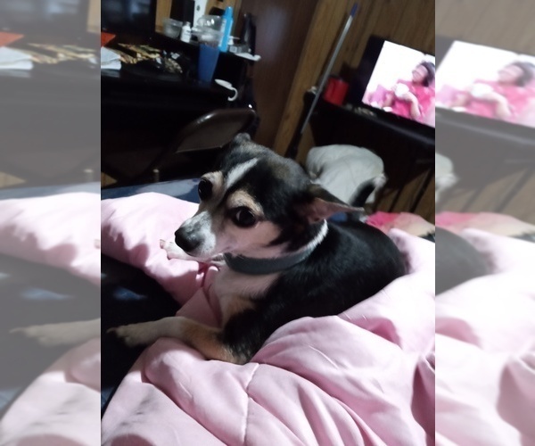 Medium Photo #12  Breeder Profile in SHALLOTTE, NC, USA