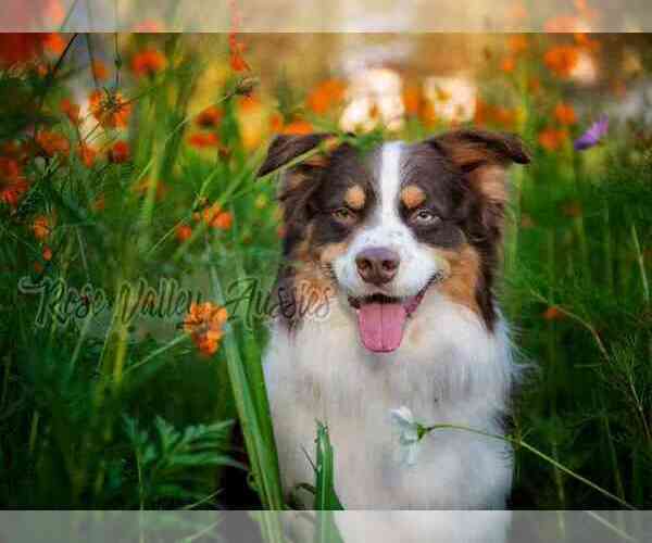 Medium Photo #4  Breeder Profile in TROUT RUN, PA, USA